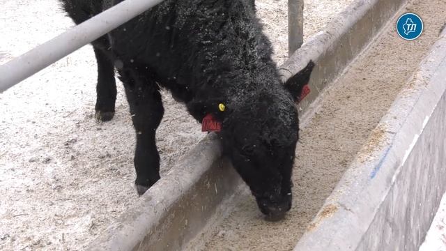 Животные абердин-ангусской породы быстро адаптировались к сибирским условиям смотреть онлайн