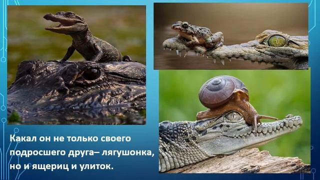 Сказка для внуков: Крокодил 2
