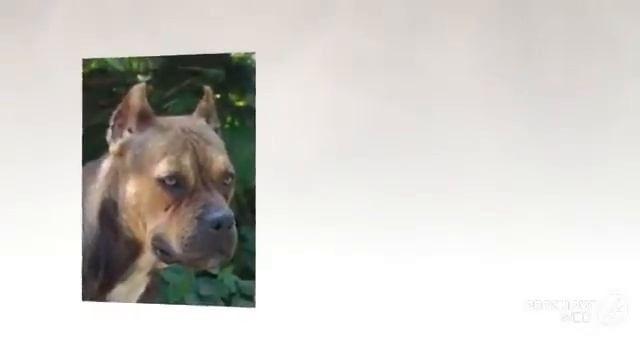 Alano Espanol Dog breed смотреть онлайн