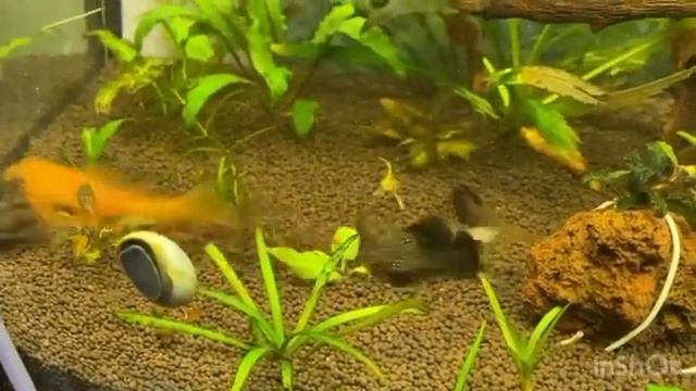 Аквариум 100 литров / бой анциструсов ? смотреть онлайн