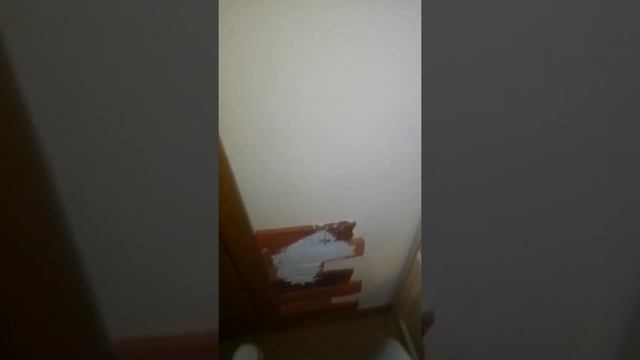 покупки фикс прайс+ декор и организация на кухне