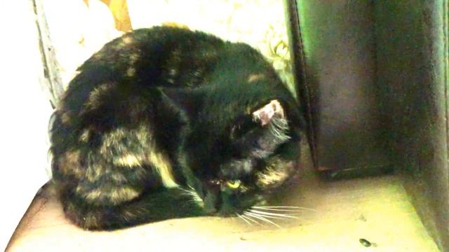 КОШКА МУСЬКА помесь Британской породы CAT MUSKA British breed Кошка наших бабушек смотреть онлайн