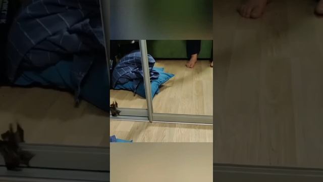 Москва летучая мышь залетела в квартиру.