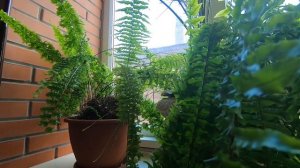 Нефролепис-комнатный папоротник. Уход. Как я омолодила старое растение.