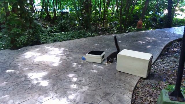 Носухи едят бананы смотреть онлайн