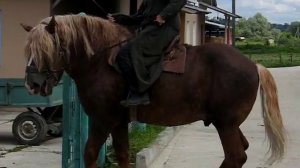 Подсобное хозяйство Оптиной Пустыни