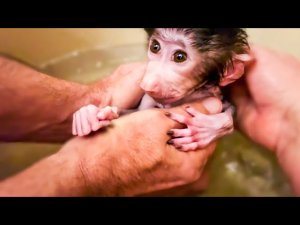 ТАК МИЛО! У Степашки вечернее купание и у нас ПОЯВИЛСЯ ЖИВОТ)))