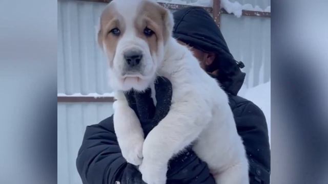 ПРОДАЮТСЯ ШИКАРНЫЕ, КРУПНЫЕ ЩЕНКИ АЛАБАЯ (САО) ДОСТАВКА В ЛЮБЫЕ ГОРОДА. ЩЕНКИ ИЗ ЛУЧШЕГО ПИТОМНИКА. смотреть онлайн