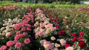 «ТЫ ПРЕКРАСНА»!!флорибунда You Beautiful- лучшая из роз!!!