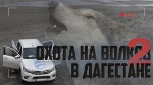 Догнал волка в горах! Выстрел по волку на 300 метров. Охота на волка в Дагестане