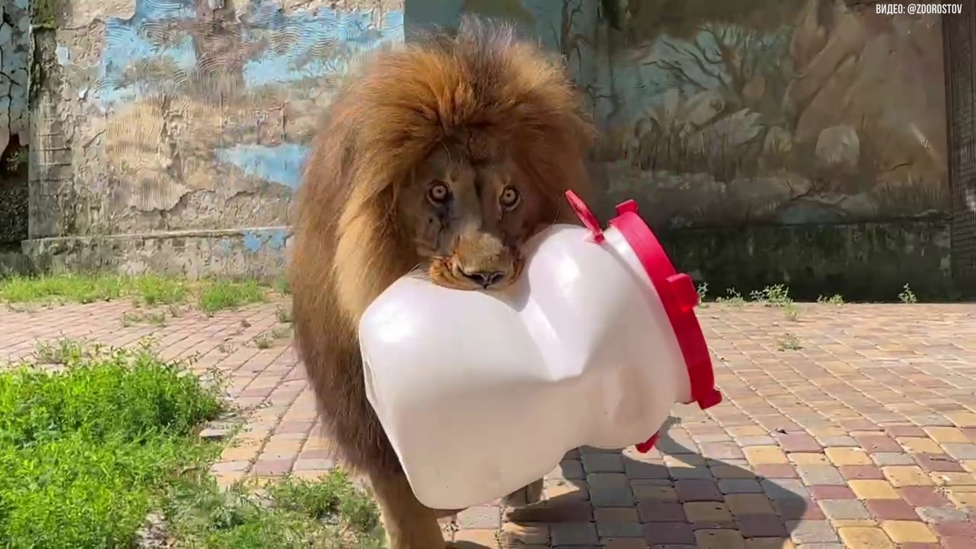 Царь зверей из Ростовского зоопарка смотреть онлайн