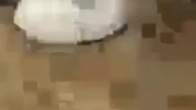 cat roomba смотреть онлайн