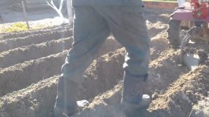 Посадка картофеля мотоблоком