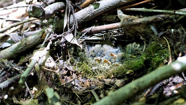 ПеночкаЗеленая180612 1 25июн GH5 4k25fps 37минут смотреть онлайн