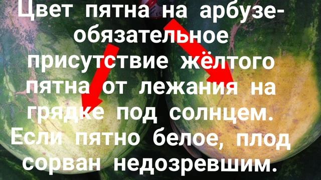 Как выбрать спелый арбуз. Маленькие хитрости)) смотреть онлайн