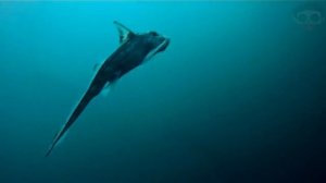 10 Удивительных существ, обитающих в глубинах океана. Зомби Чез