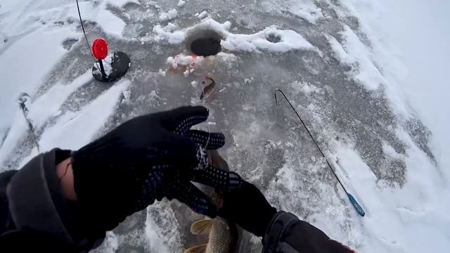 КОЛЯ, ТАЩИ БАГОР! ОПАСНЫЙ ПЕРВЫЙ ЛЕД 2021-2022! ЖОР ЩУКИ! ЗИМНЯЯ РЫБАЛКА 2021. (жерлцы балансир) смотреть онлайн