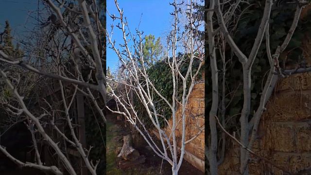 Обрезка груши тополем и не дающей нового прироста. смотреть онлайн