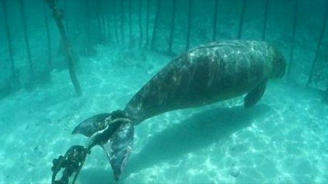То что обнаружили водолазы опустившись на морское дно просто немыслимо, от такого мурашки по коже смотреть онлайн