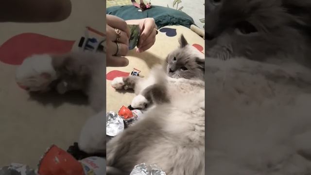 Семейный Влог. Паштет открывает лутбоксы. смотреть онлайн