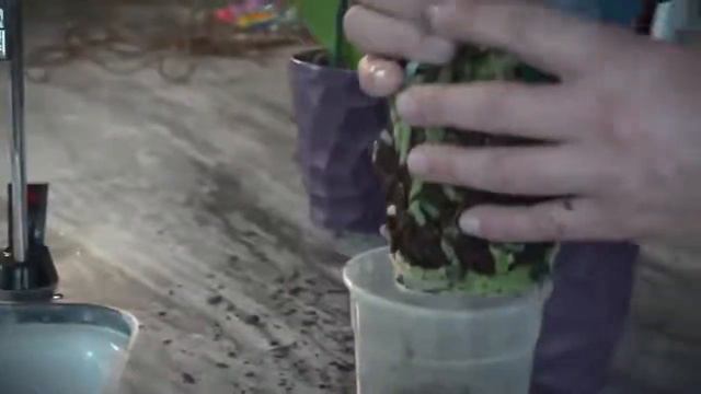 Como cuidar de orquideas dendrobium thyrsiflorum смотреть онлайн