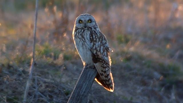Short-eared Owl смотреть онлайн