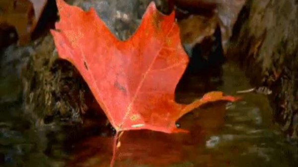 Музыка для Знака Зодиака Тельцы Music for the Zodiac Sign Taurus