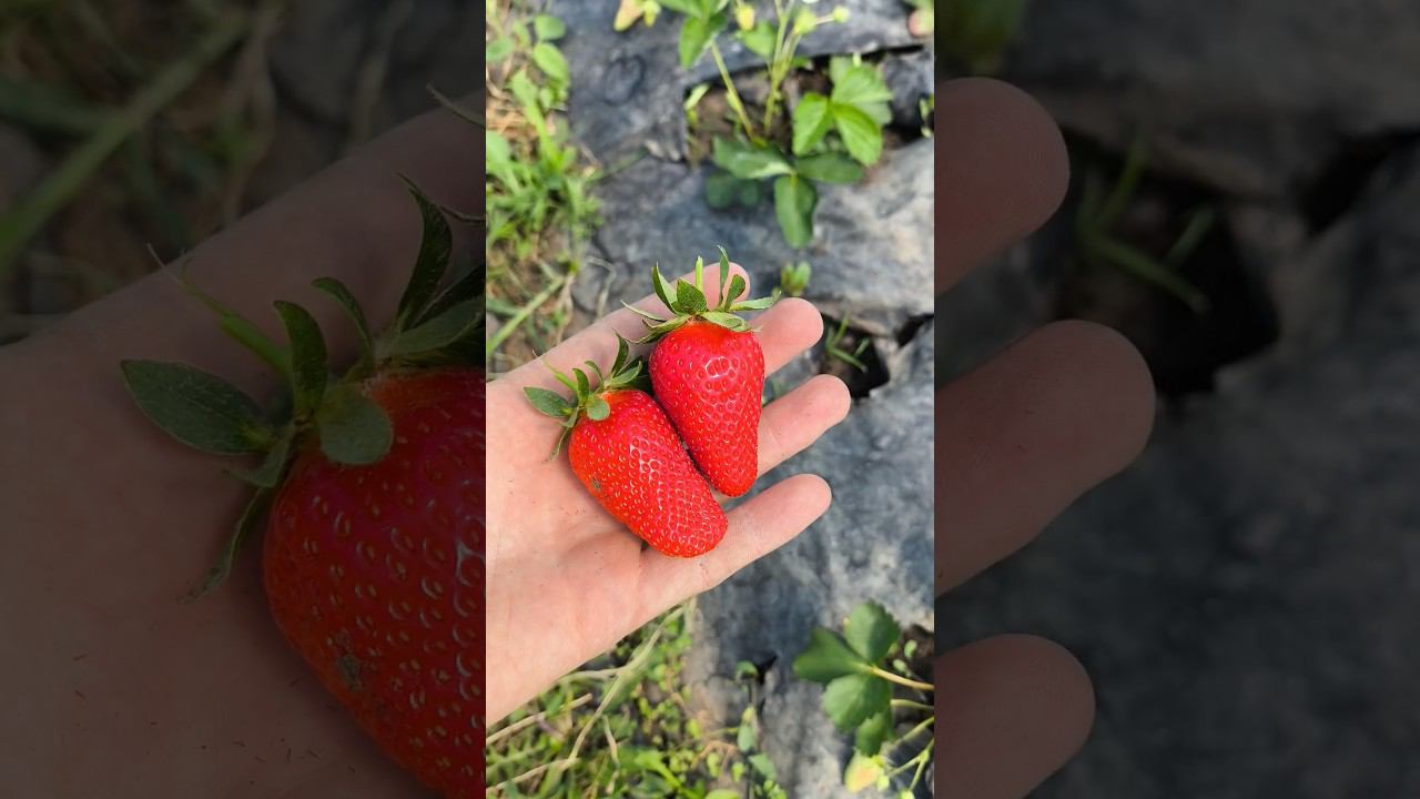 Клубника Люция/Луция первая ягода смотреть онлайн