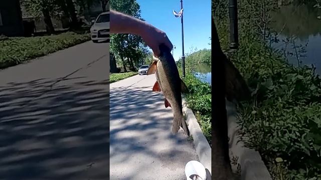 рыбалка в белозерском канале клюёт язь смотреть онлайн