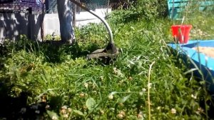 Электро триммер газонокосилка из дрели своими руками