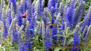 Вероника колосковая Бэби Блю (veronica) ? Бэби Блю обзор: как сажать, рассада вероники Бэби Блю