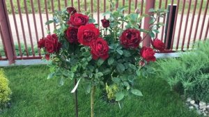 Штамбовые розы в саду! Это огонь ? Срезочная роза Эль торо ! Rose El Toro