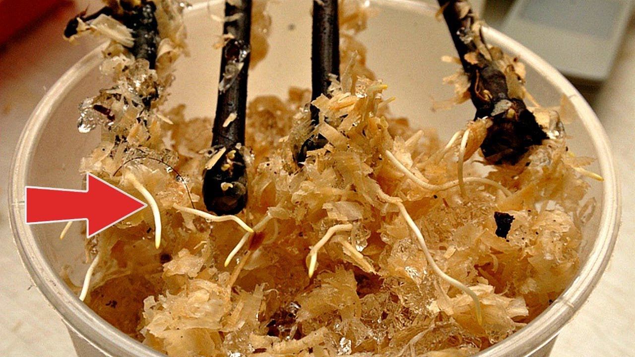 Супер рабочий способ укоренить черенки винограда в опилках! Как укоренять черенки винограда? смотреть онлайн