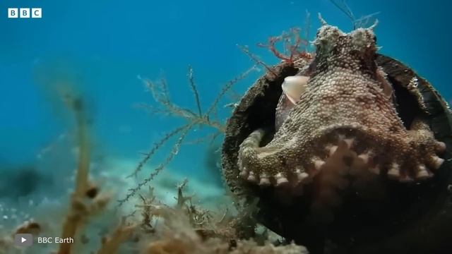 Самая Редкая Акула Поразила Весь Мир смотреть онлайн