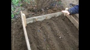 Айва японская / Хеномелес / Размножение семенами / Chaenomeles / Seed propagation