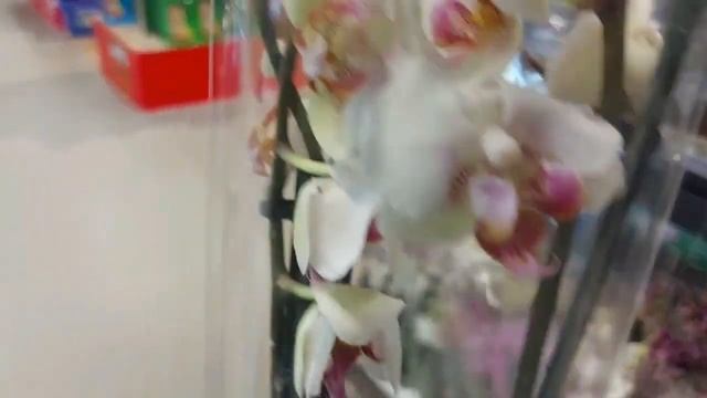 Обзор орхидей. Эпицентр. Киев. 27.02.2021г. часть1, первый этаж