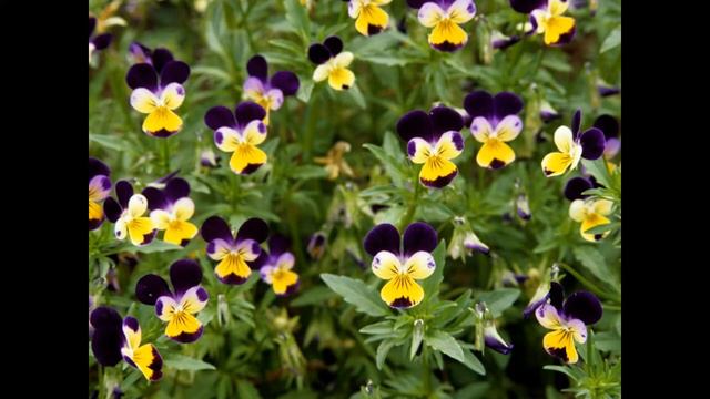 Philibert Delavigne - Les Fleurs Op 4 Les Pensées смотреть онлайн