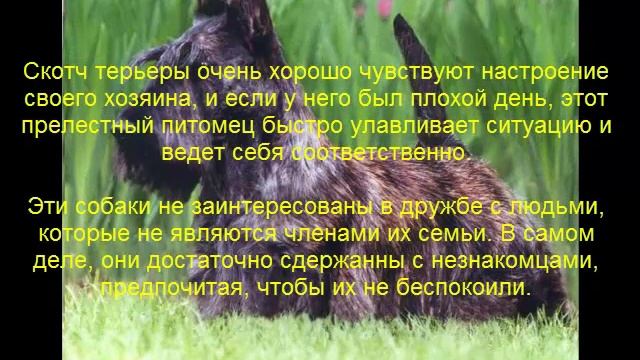 Скотч терьер описание породы содержание и уход смотреть онлайн