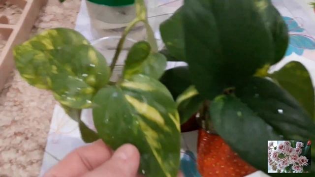 Комнатные цветы!Покупки,новости,новинка! смотреть онлайн