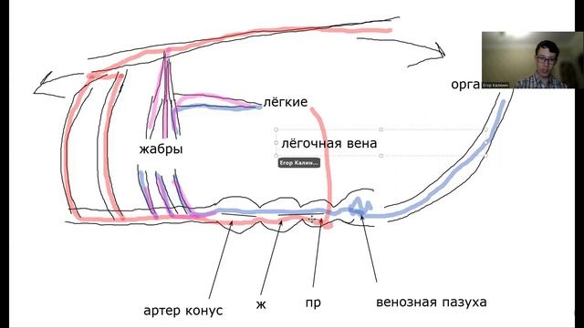 Эволюция кровеносной системы у позвоночных животных смотреть онлайн