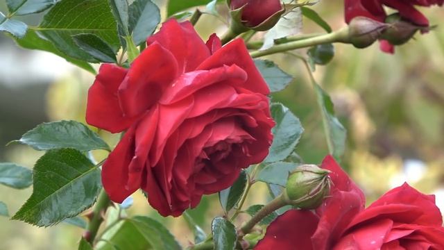 Цветение роз в октябре в Подмосковье смотреть онлайн