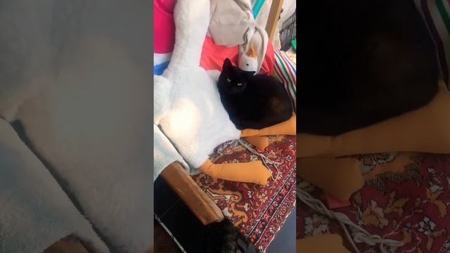 Чёрный кот и белый гусь❤️❤️❤️ #котики#гусь#милашки смотреть онлайн