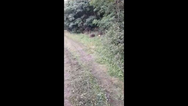 Пасека уехала, пчела осталась, ученик пропал. На какое расстояние вывозить пасеку?