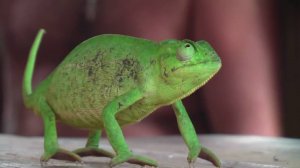 кормежка хамелеона /Ю. Судан 2009 г,/