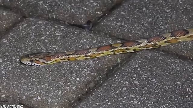 15 Most Beautiful Snakes In The World смотреть онлайн