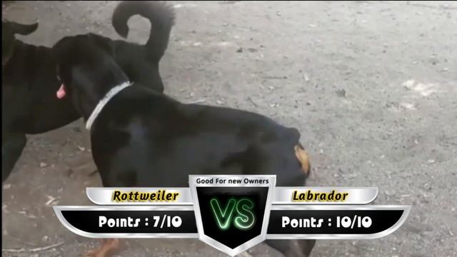 Rottweiler Vs Labrador | Characteristics Comparison 2019 | Dog Lovers
