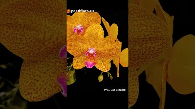 Phalaenopsis Bao leopard смотреть онлайн