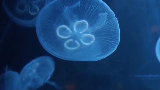 Jellyfish dance (Olympus EM5 Mark II) смотреть онлайн