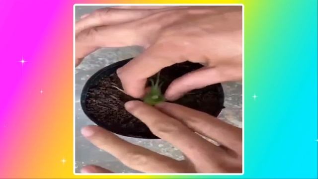 РОЗА ВЫРАЩЕННАЯ ИЗ БУТОНА смотреть онлайн