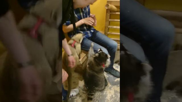 В гостях у носух и енота Даши смотреть онлайн